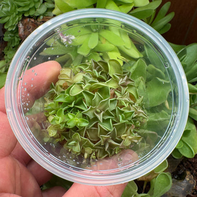 Pinguicula emarginata x jaumavensis - Tissue Culture, Small (5.5oz) Flask