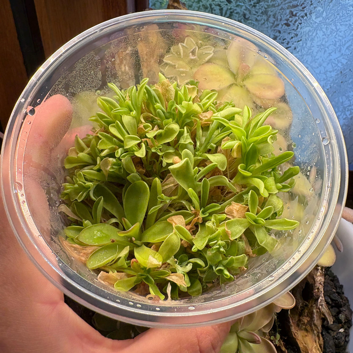 Pinguicula agnata Red Leaf x BPT Clone 2 - Tissue Culture, Large (12oz) Flask